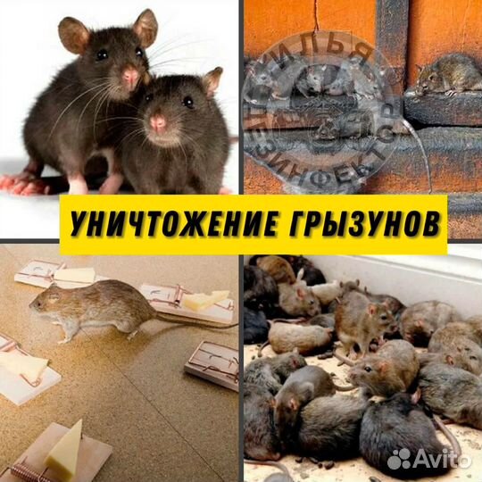 Уничтожение тараканов клопов дезинфекция