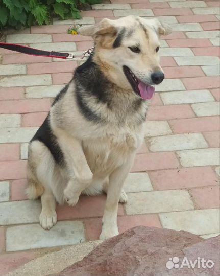 Собака/девочка. Боня