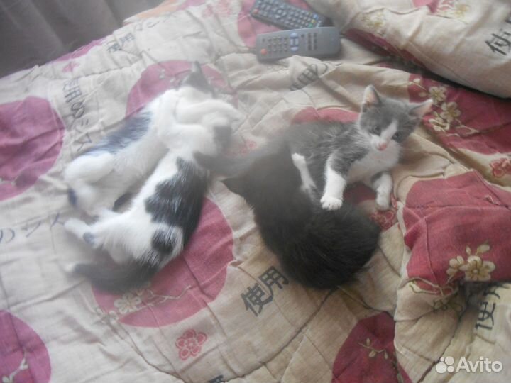 Весёлая семейка