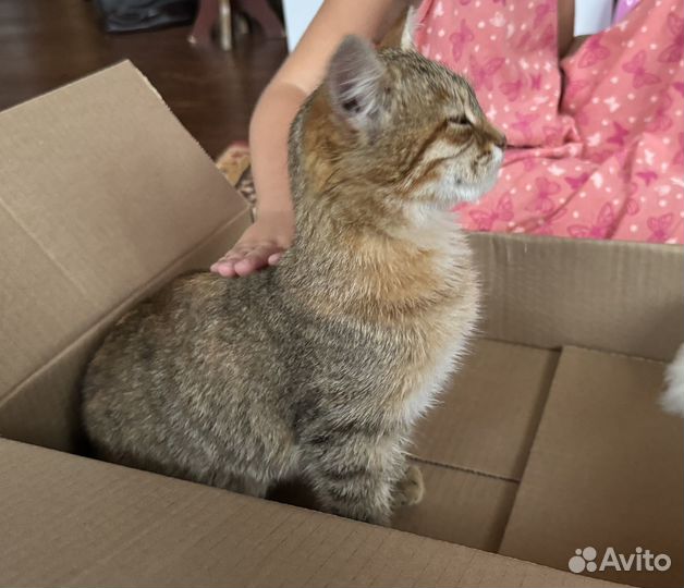 Котенок девочка в добрые руки