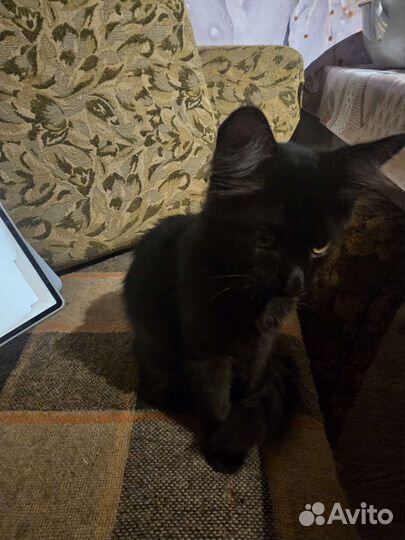 Котёнок чёрный