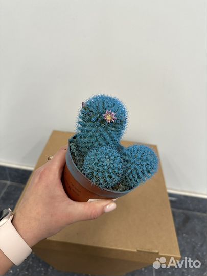Кактусы цветные