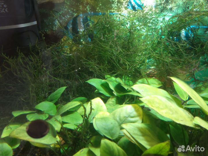 Аквариумные растения