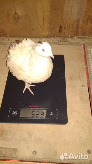 Перепела Техасские Яйцо инкубационное