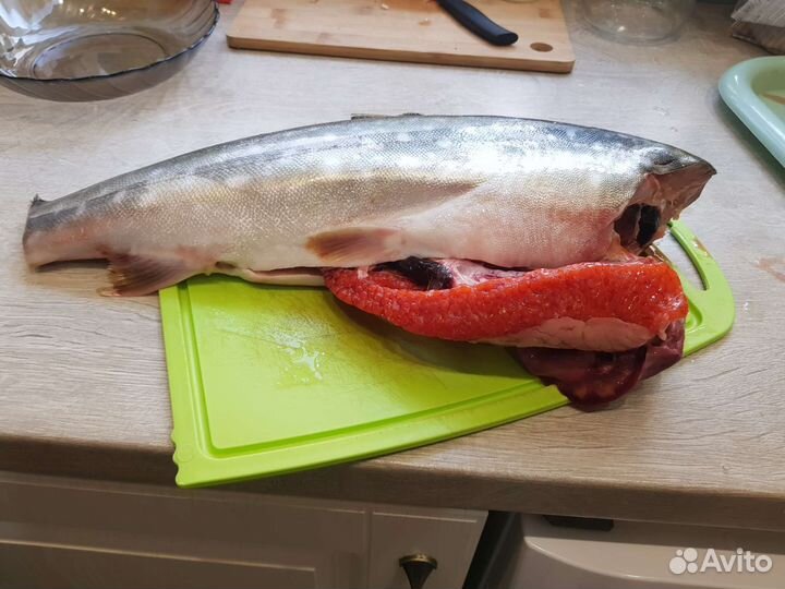 Кижуч (лосось, камчатка)