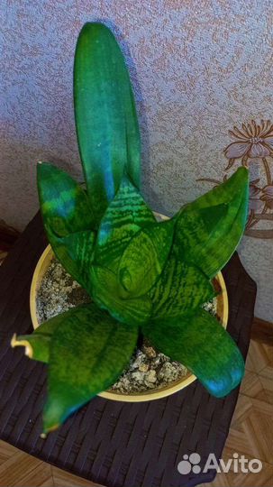 Сансевиерия