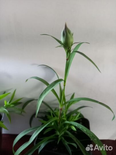 Гвоздика ампельная