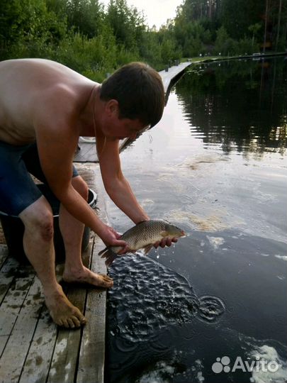 Перевозка живой рыбы