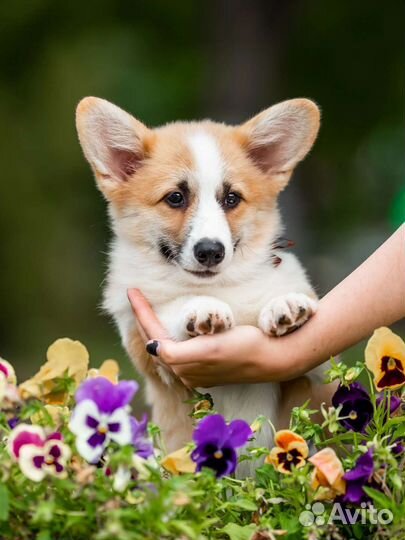 Вельш-корги пемброк девочка