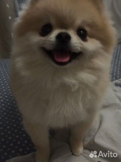 Померанский шпиц вязка кобель