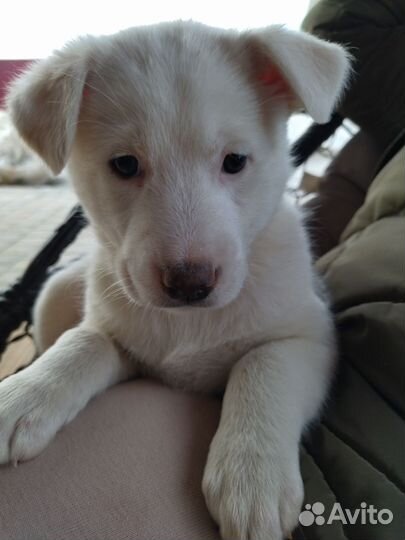 Щенок в добрые руки бесплатно