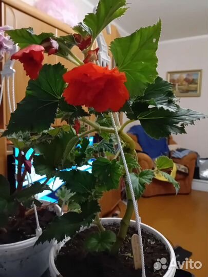 Бегония ампельная