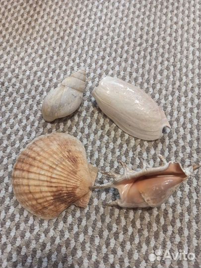 Морские ракушки. Лот 6