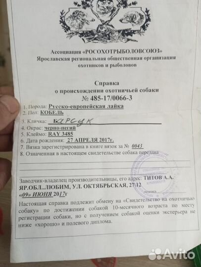 Русско европейская лайка