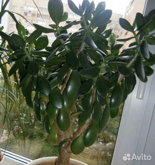 Отросток денежного дерева. Толстянка