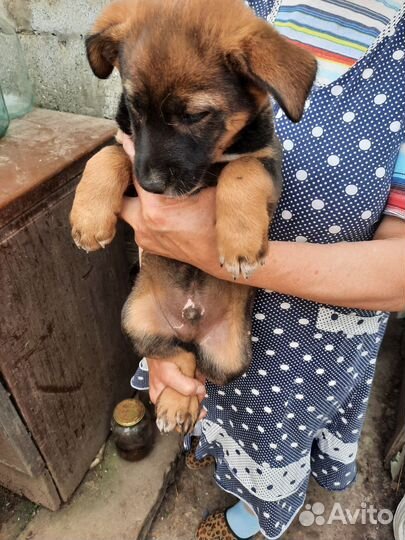 Собака в добрые руки отдам бесплатно