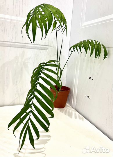 Пальма хамедорея