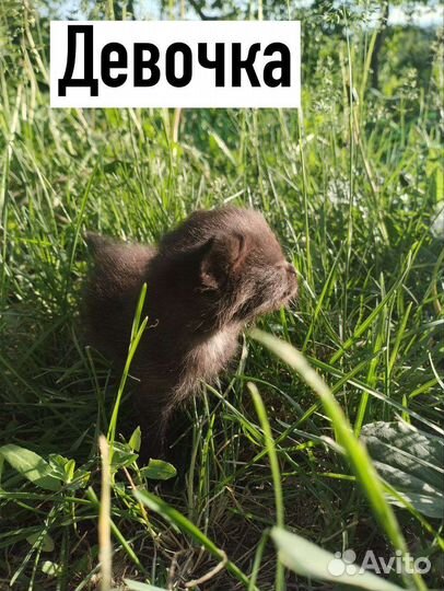 Котята в добрые руки