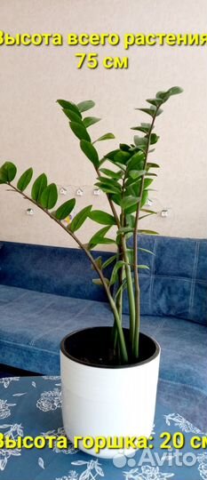 Замиокулькас в горшке