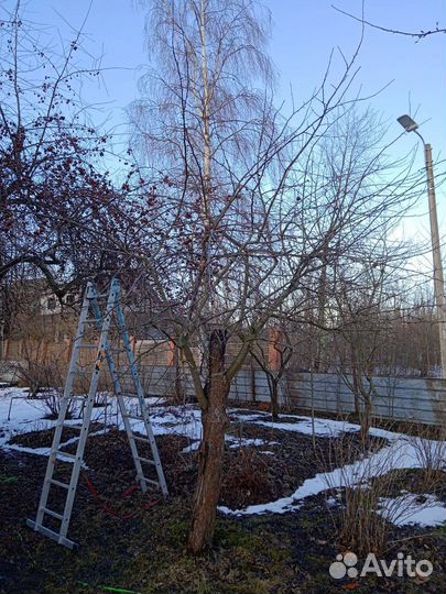 Обрезка плодовых деревьев