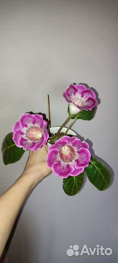 Глоксиния цветущая