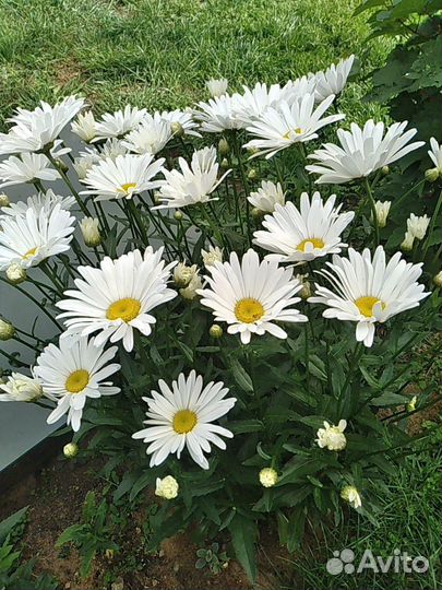 Нивянник (крупная садовая ромашка)