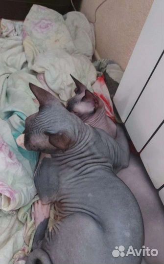 Донской сфинкс