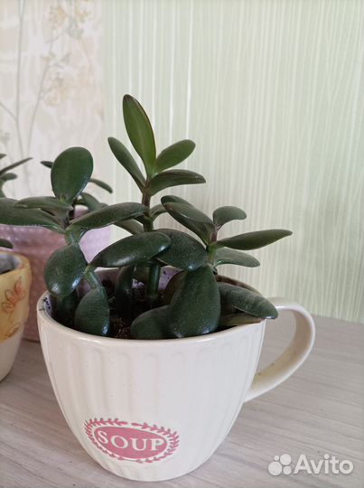 Растение Толстянка денежное дерево