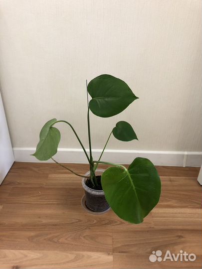 Монстера (детки)