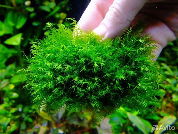 Аквариумные рыбки и растения