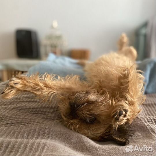 Передержка, забота о вашей собаке