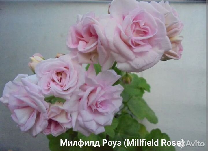 Пеларгония герань