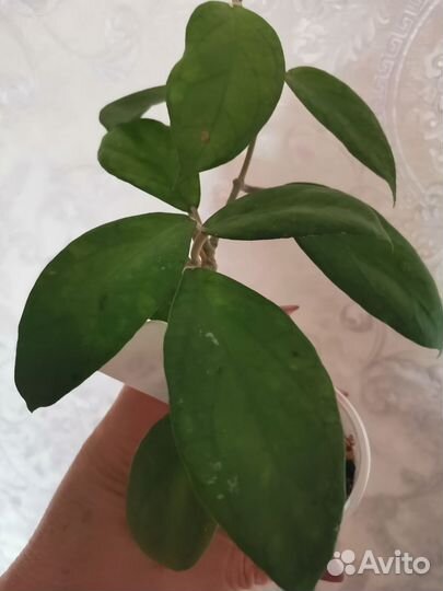 Хойя Surissa HB 1280