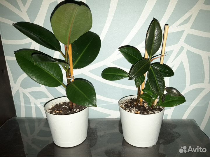 Фикусы каучуконосные