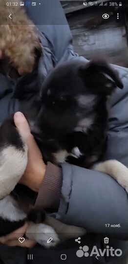 Щенок девочка в добрые руки