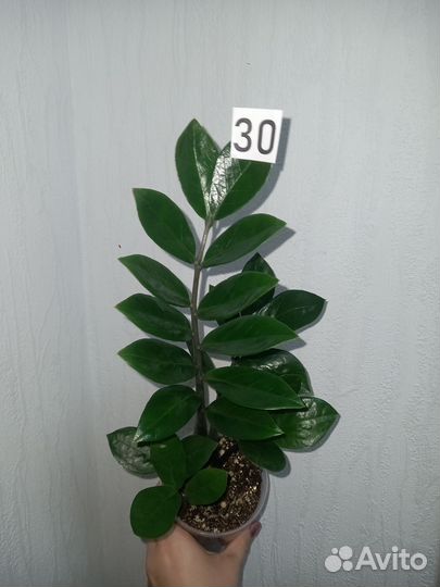 Замиокулькас