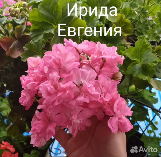 Пеларгонии сортовые