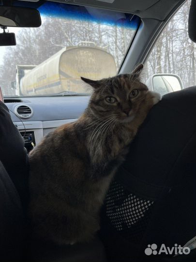 Трехцветная кошка