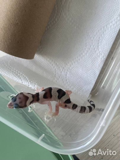 Эублефар самец