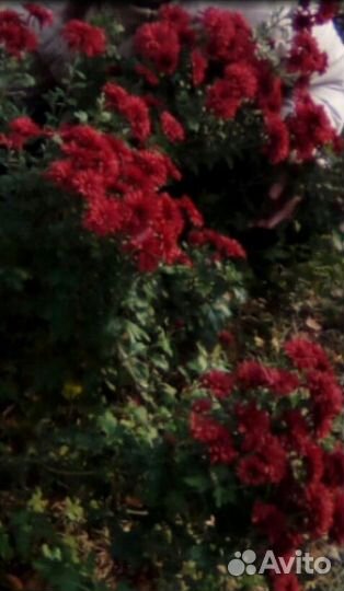 Хризантемы корейская: укорененные черенки