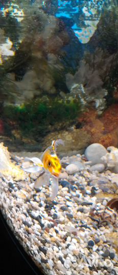 Кои Пара 10 - 12 см продам