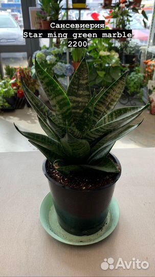 Комнатные растения