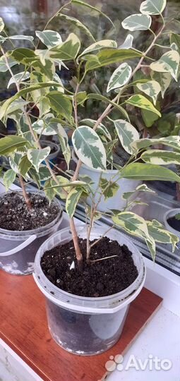 Фикусы с пестрыми и зелеными листьями