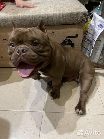 Американский булли микро экзот вязка