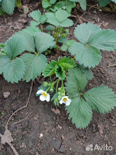 Саженцы плодовых деревьев