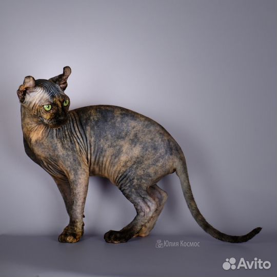 Котята сфинкс эльф