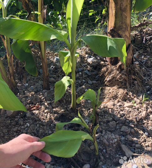 Пальмы:банановая, трахикарпус. Лен,Бешорнерия,Юкка