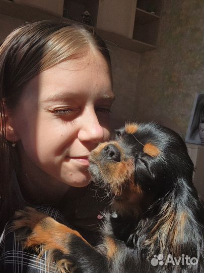 Передержка животных