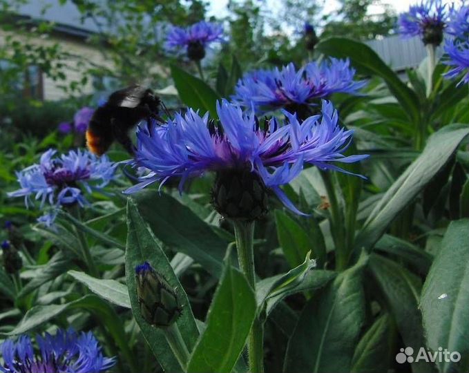 Василек синий многолетний