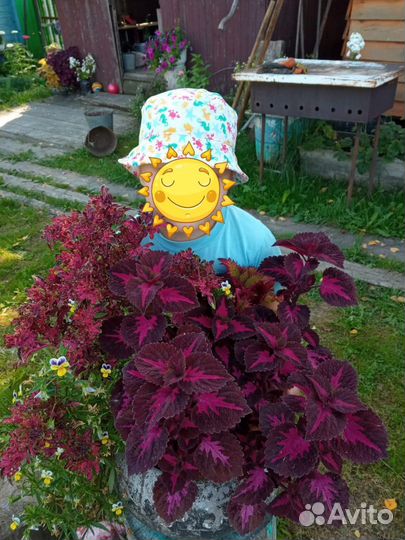 Набор колеусов, вегетативные сорта